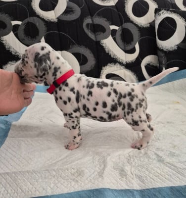 Les chiots de Dalmatien