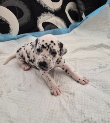 Les chiots de Dalmatien