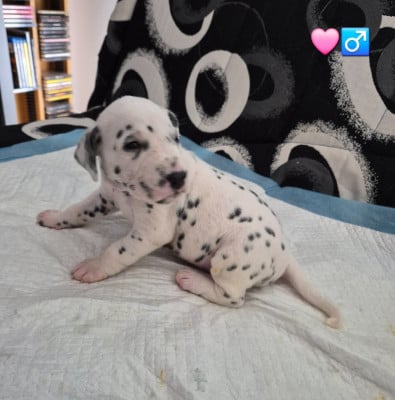 Les chiots de Dalmatien