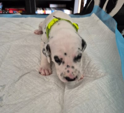 Les chiots de Dalmatien