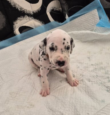 Les chiots de Dalmatien