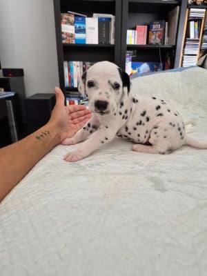 Les chiots de Dalmatien