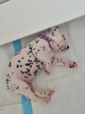 Les chiots de Dalmatien