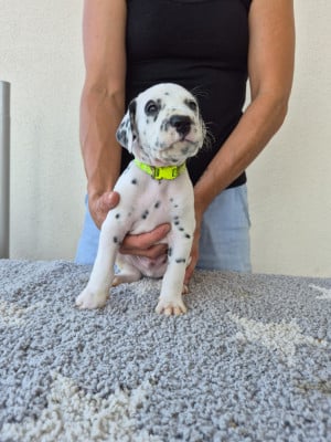 Les chiots de Dalmatien