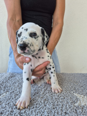 Les chiots de Dalmatien