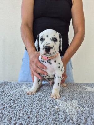 Les chiots de Dalmatien