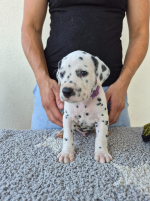 Les chiots de Dalmatien