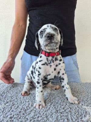 Les chiots de Dalmatien