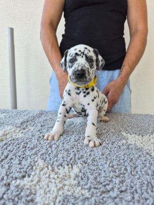 Les chiots de Dalmatien