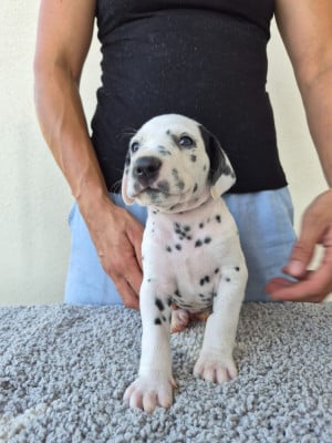 Les chiots de Dalmatien