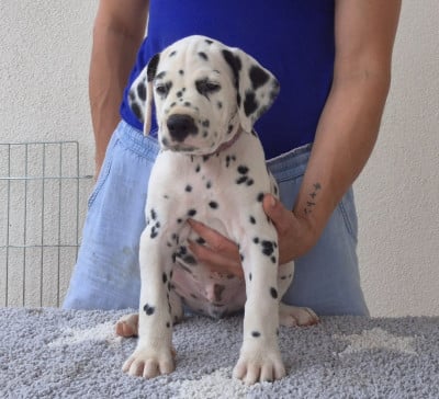Les chiots de Dalmatien
