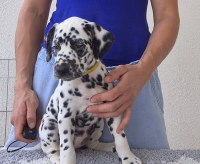 Les chiots de Dalmatien