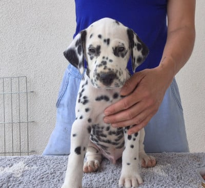 Les chiots de Dalmatien