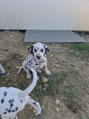 Les chiots de Dalmatien
