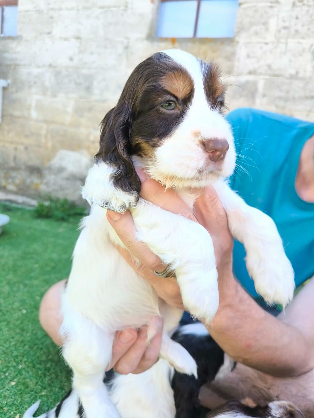 Chiot N°2