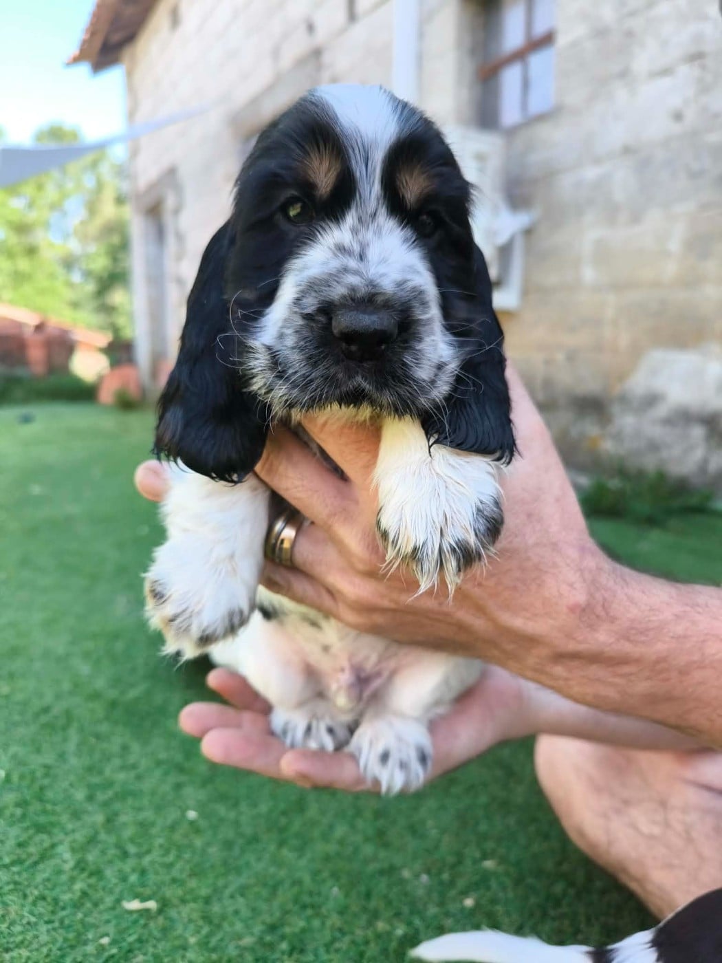 Chiot N°4