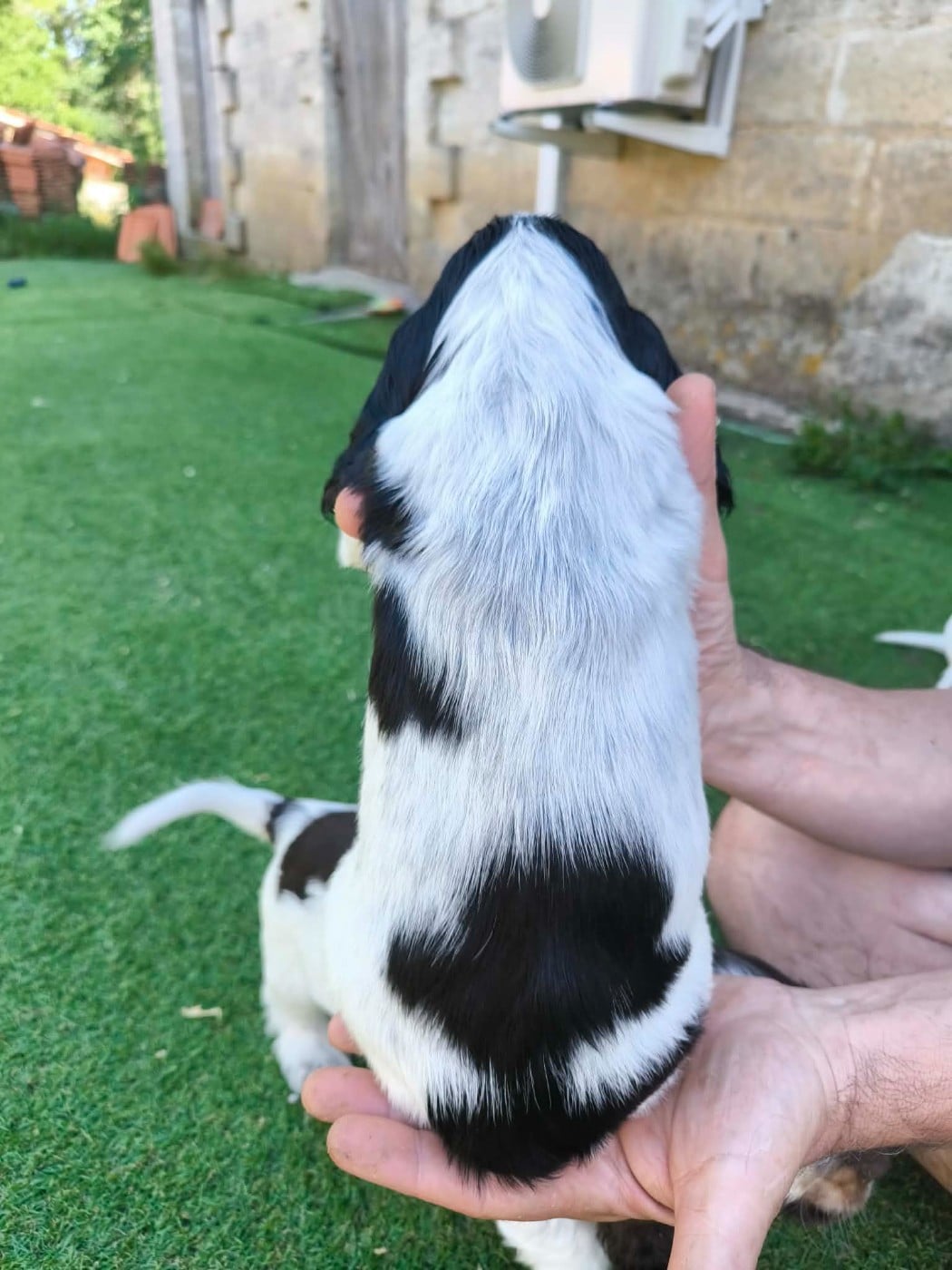 Chiot N°4