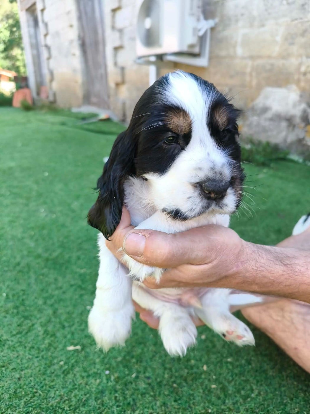 Chiot N°5