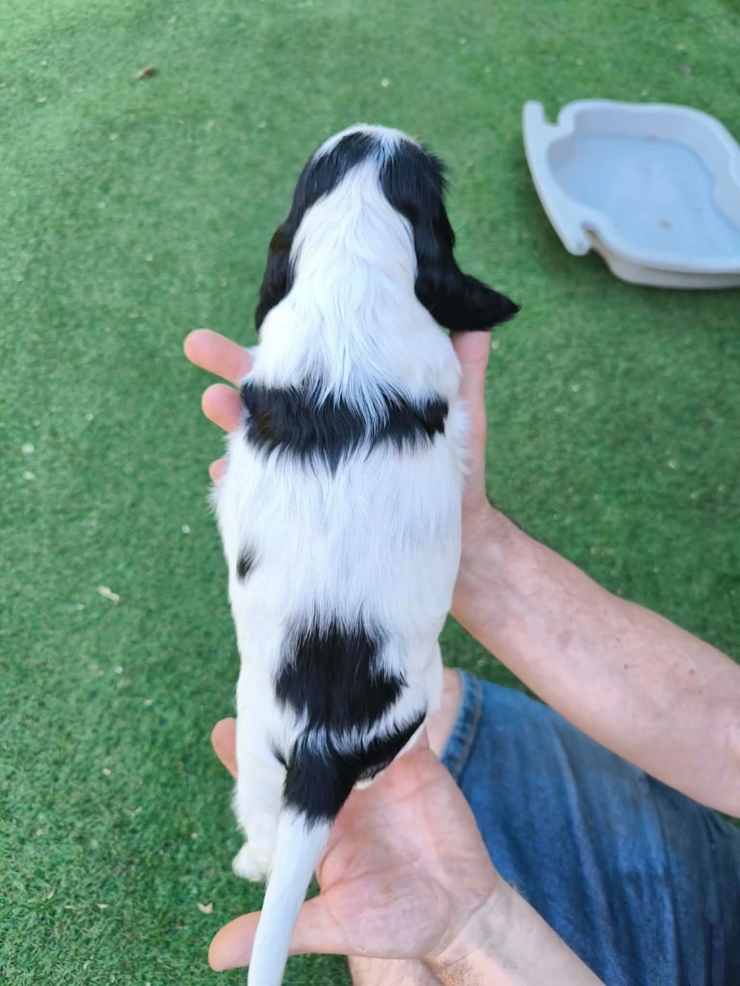 Chiot N°6