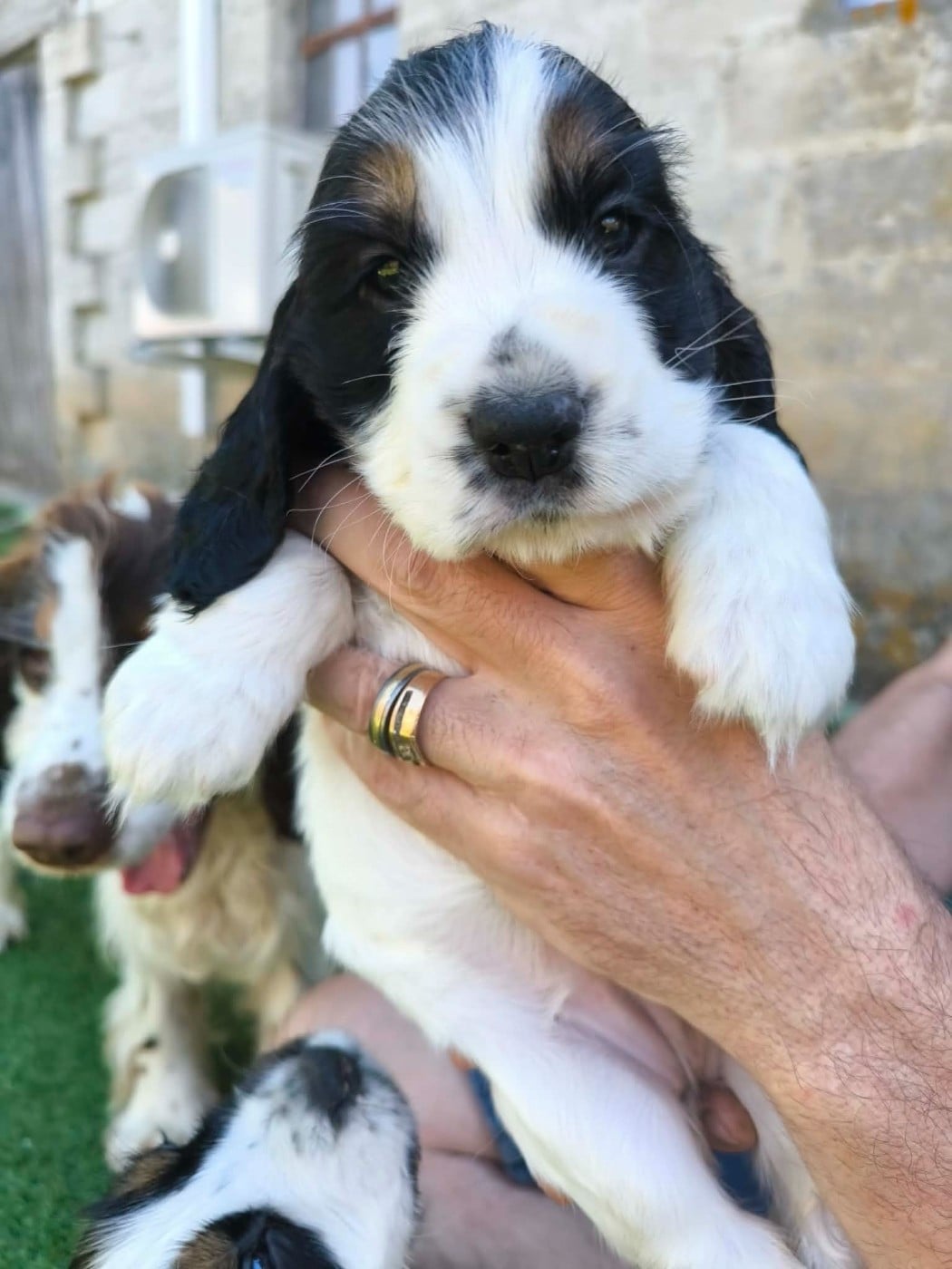 Chiot N°7
