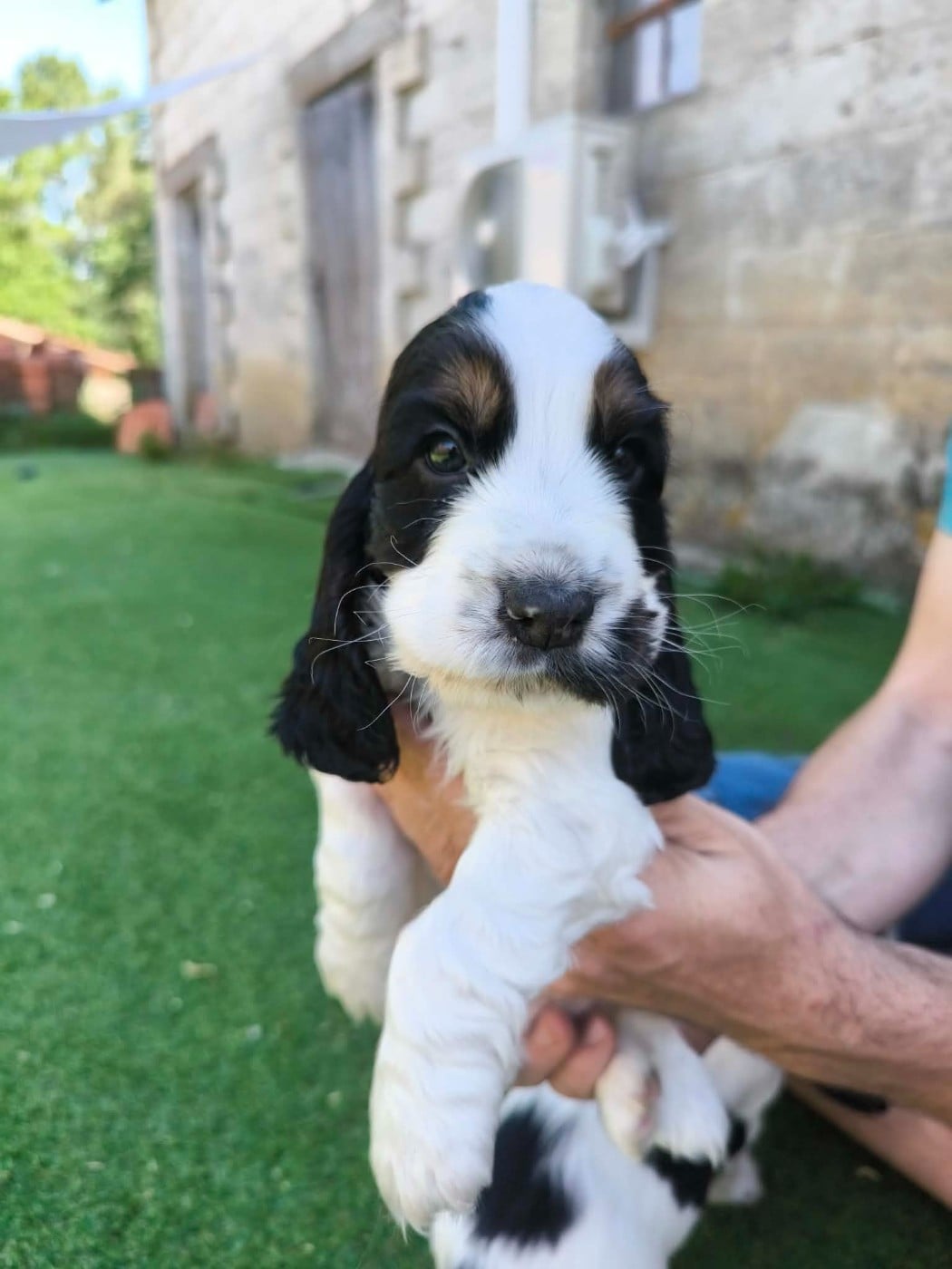 Chiot N°8