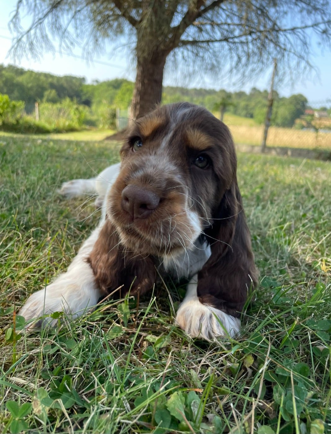 Brownie