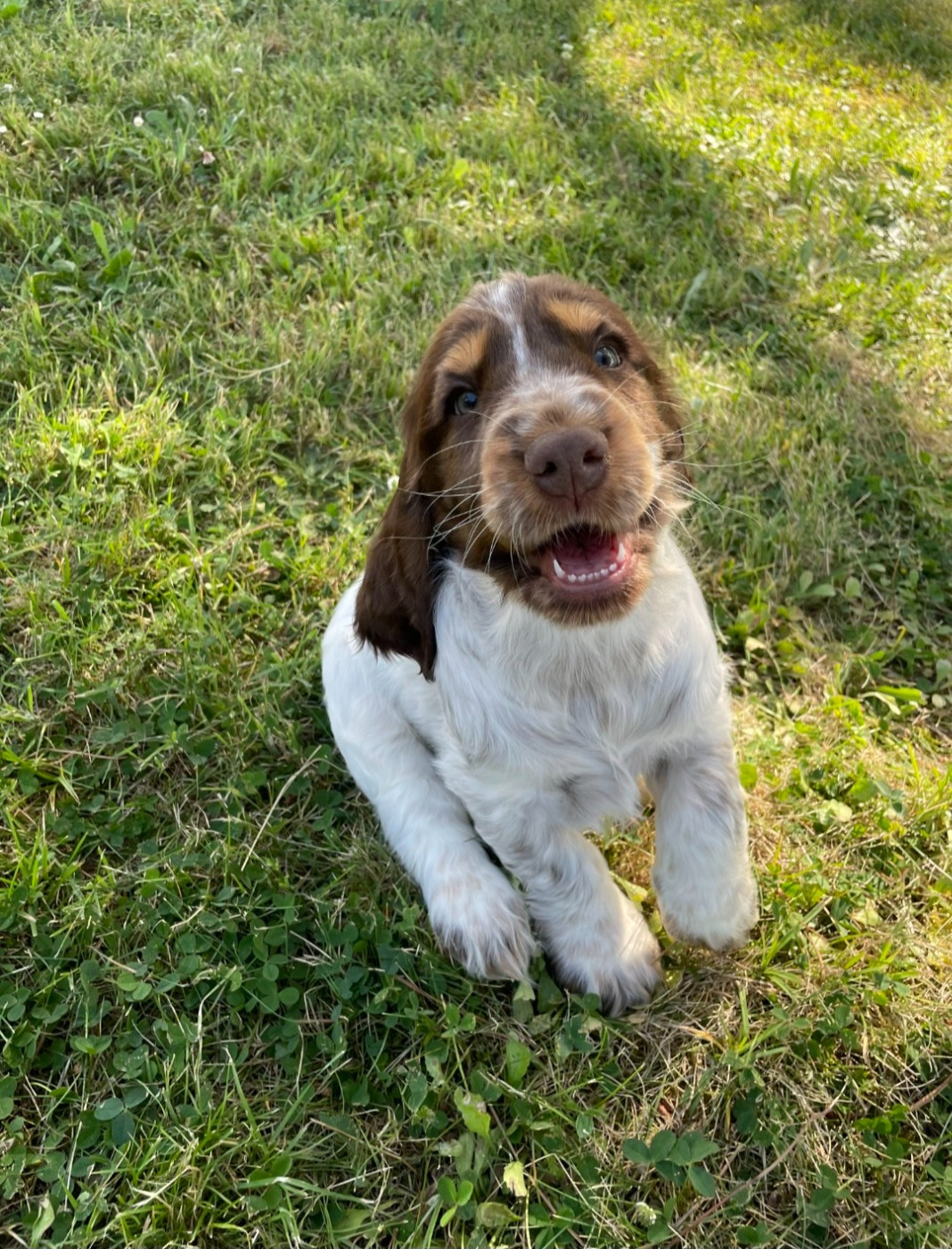 Brownie