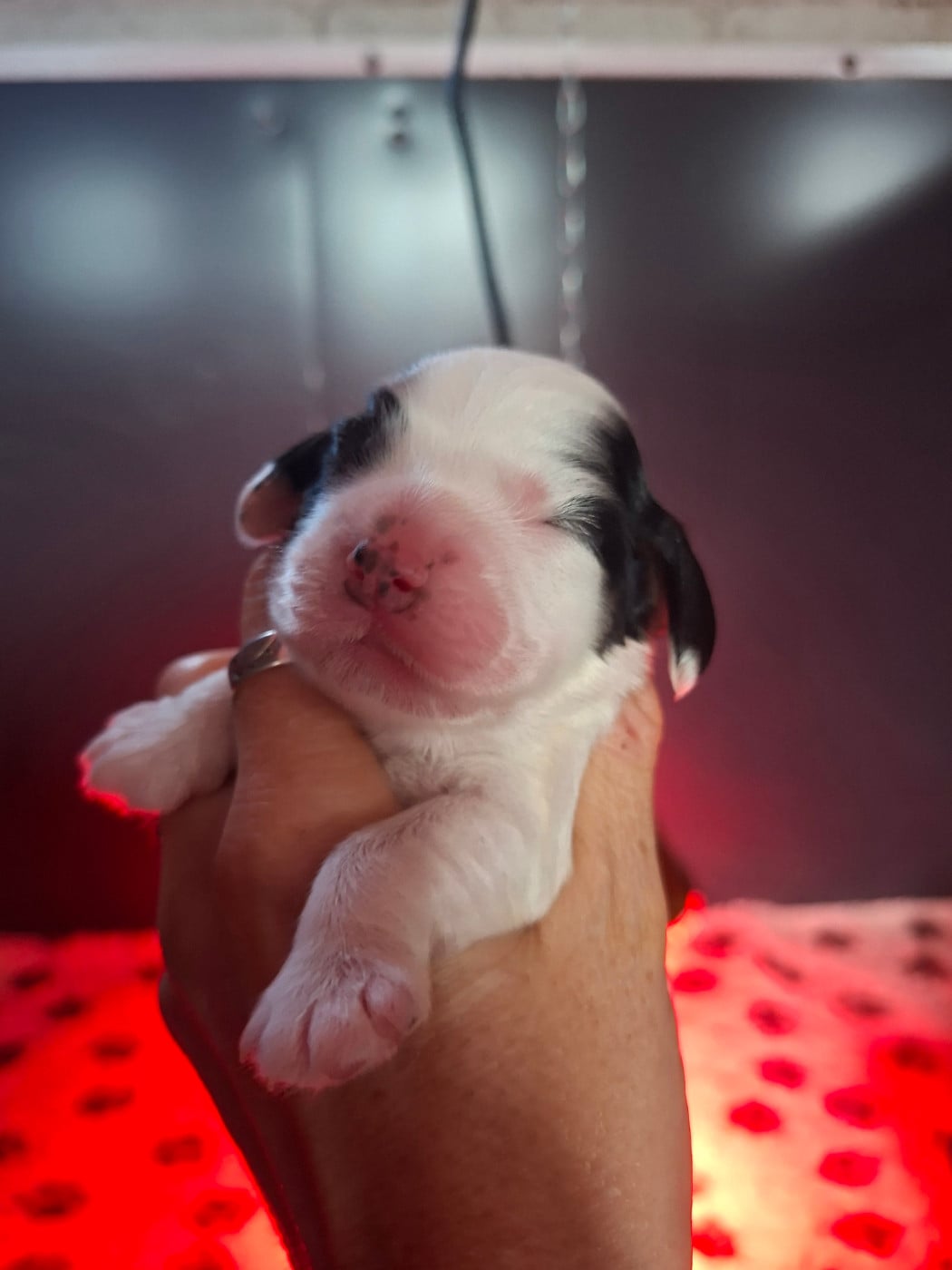 Chiot N°4 - Cocker Spaniel Anglais