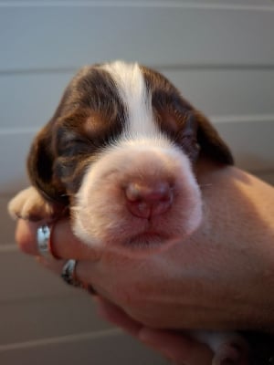 Les chiots de Cocker Spaniel Anglais