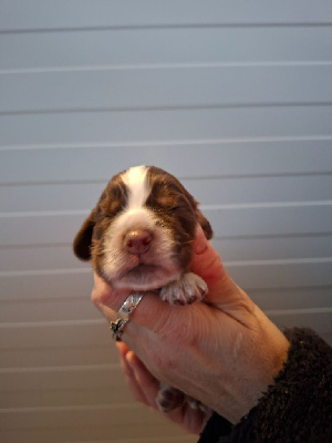 Les chiots de Cocker Spaniel Anglais