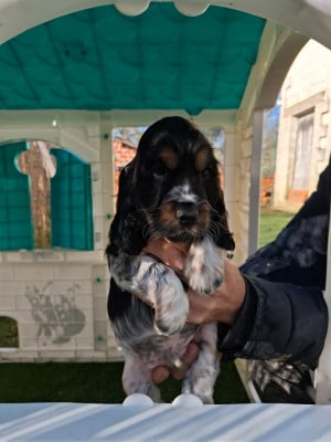 Les chiots de Cocker Spaniel Anglais