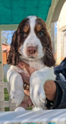 Les chiots de Cocker Spaniel Anglais