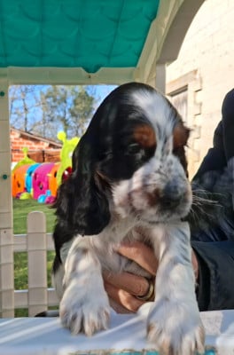 Les chiots de Cocker Spaniel Anglais