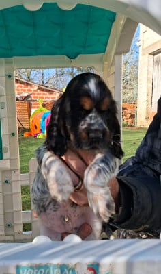 Cocker Spaniel Anglais