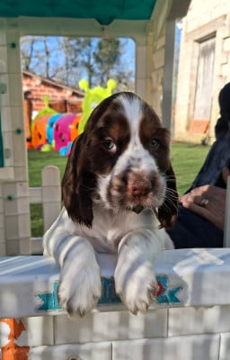 Les chiots de Cocker Spaniel Anglais