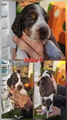 Les chiots de Cocker Spaniel Anglais