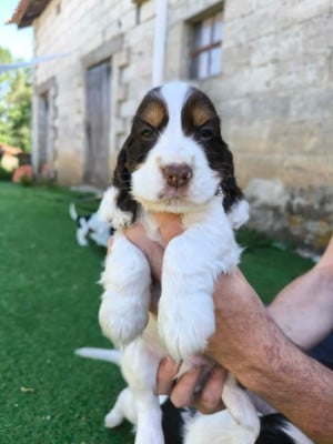 Les chiots de Cocker Spaniel Anglais