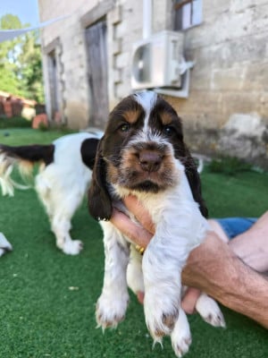 Les chiots de Cocker Spaniel Anglais
