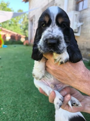 Les chiots de Cocker Spaniel Anglais