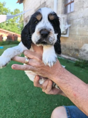 Les chiots de Cocker Spaniel Anglais