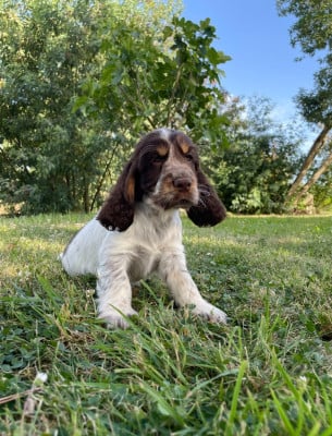 Les chiots de Cocker Spaniel Anglais