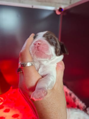 Les chiots de Cocker Spaniel Anglais