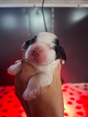 Les chiots de Cocker Spaniel Anglais