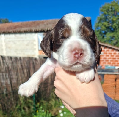 Les chiots de Cocker Spaniel Anglais