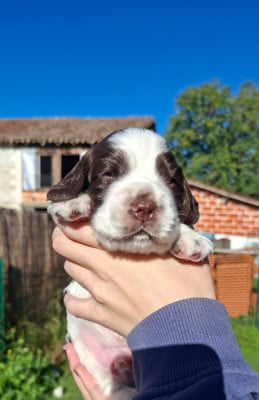 Les chiots de Cocker Spaniel Anglais