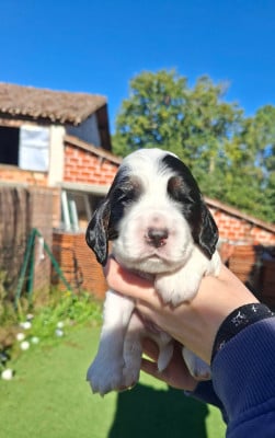 Les chiots de Cocker Spaniel Anglais