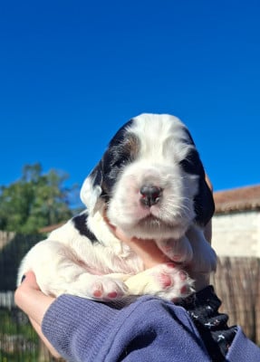 Les chiots de Cocker Spaniel Anglais
