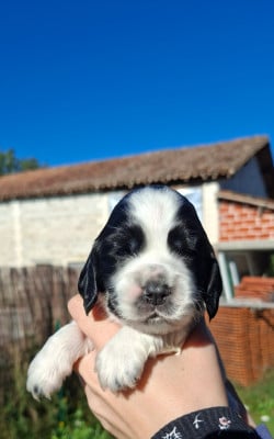Les chiots de Cocker Spaniel Anglais