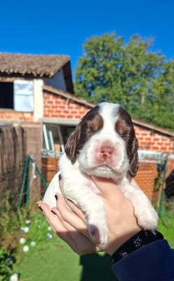 Les chiots de Cocker Spaniel Anglais