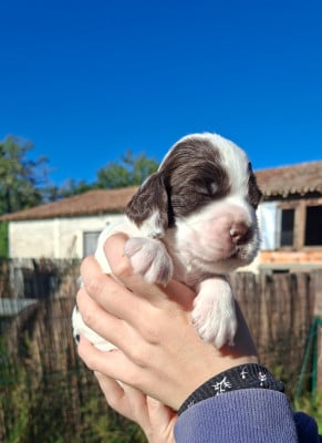 Les chiots de Cocker Spaniel Anglais
